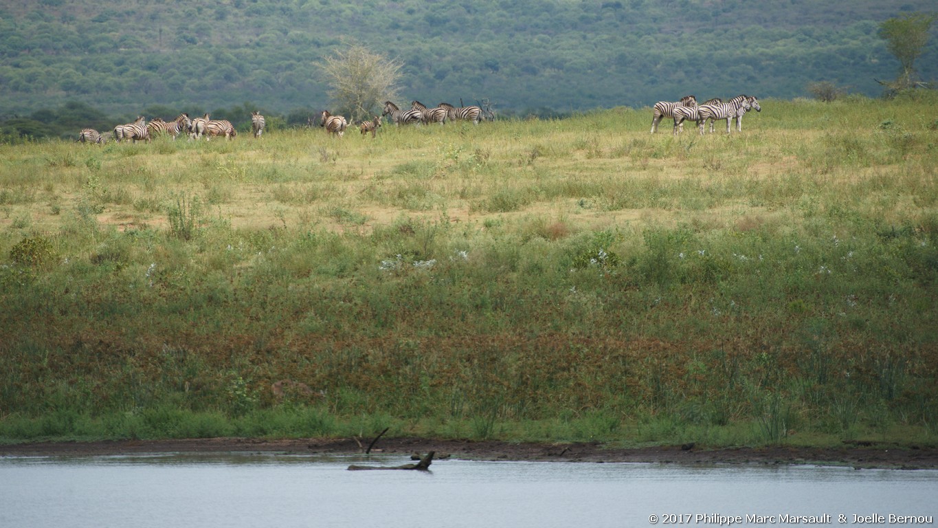 /ecran/Afrique_Sud_2017_0152.jpg