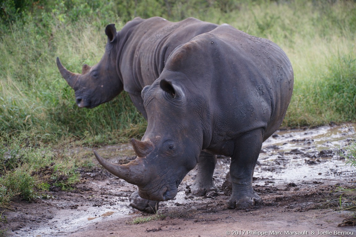 /ecran/Afrique_Sud_2017_0164.jpg