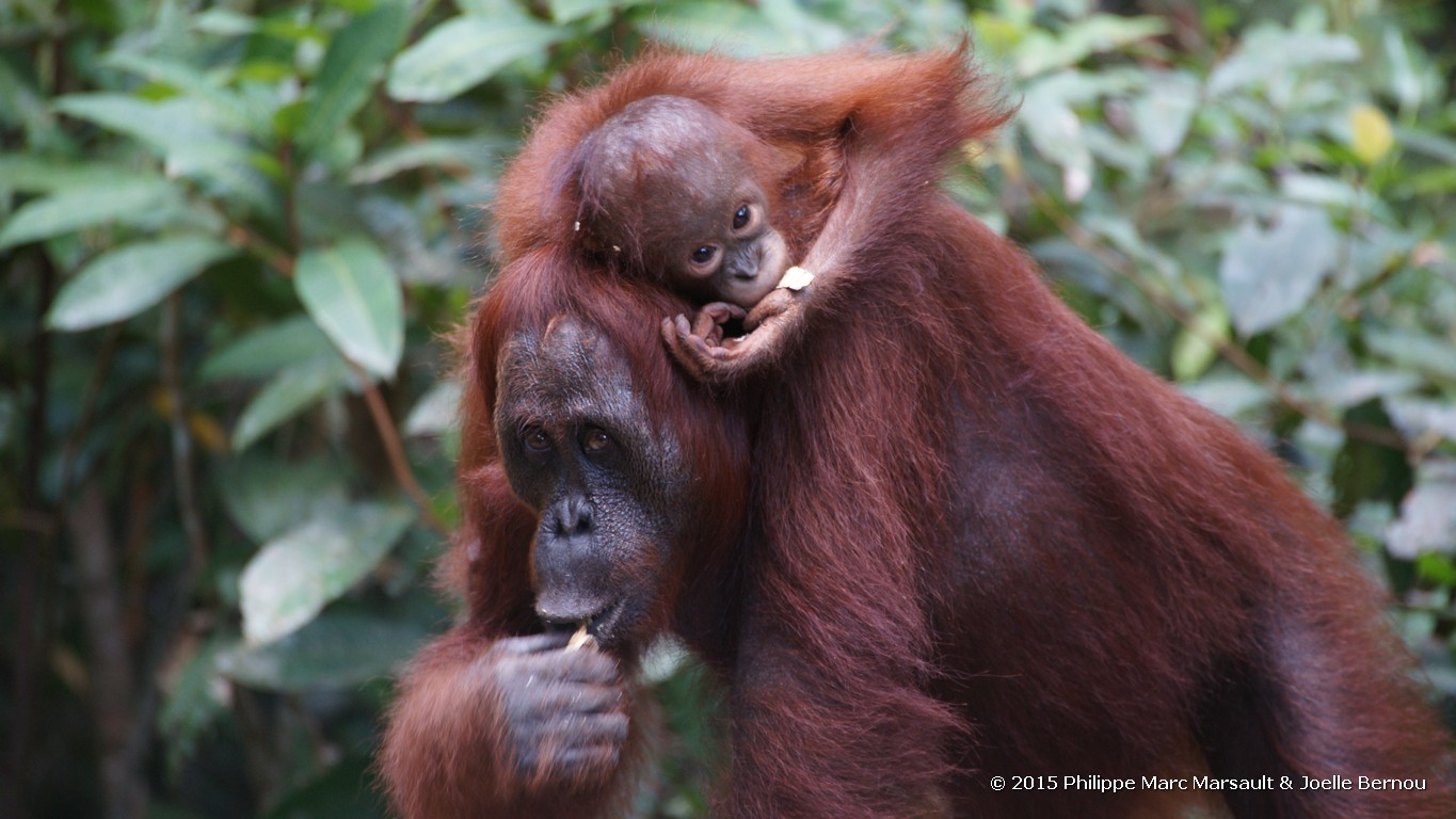 /ecran/Borneo_Bali_2015_0238.jpg