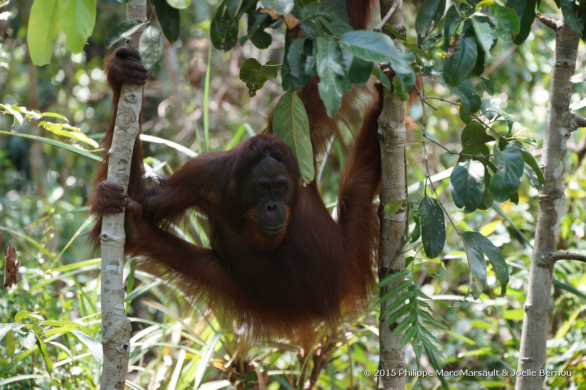 /ecran/Borneo_Bali_2015_0257.jpg