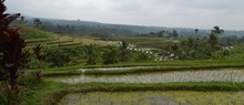 vignette Borneo_Bali_2015_0818.jpg 