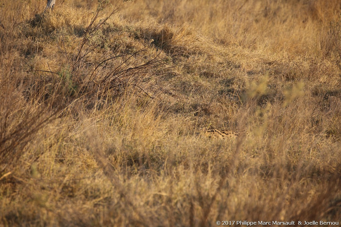 /ecran/Botswana_2017_0631.jpg