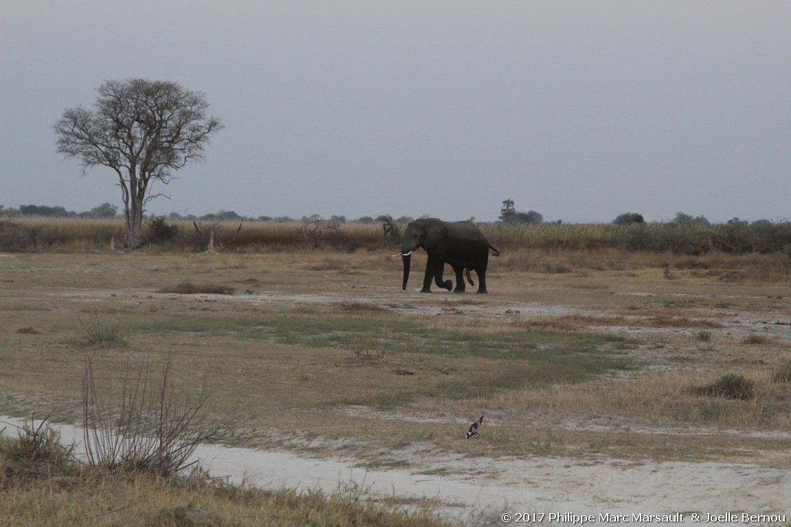 /ecran/Botswana_2017_0649.jpg