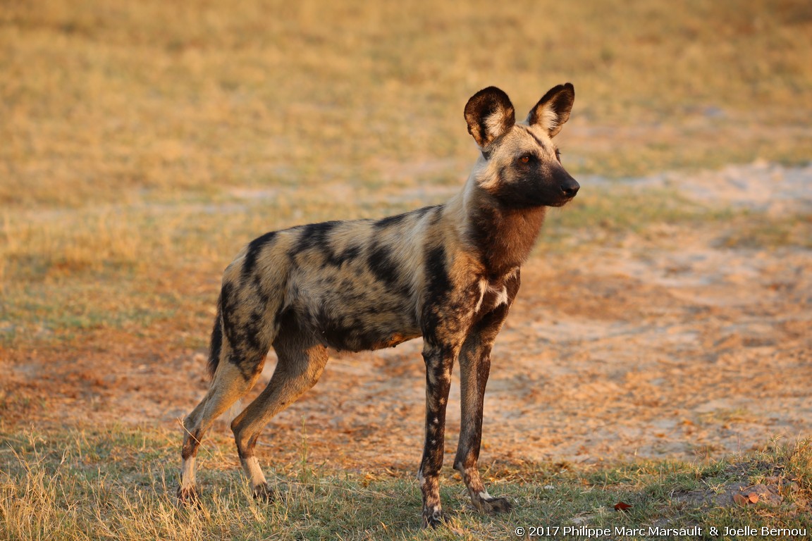 /ecran/Botswana_2017_0683.jpg