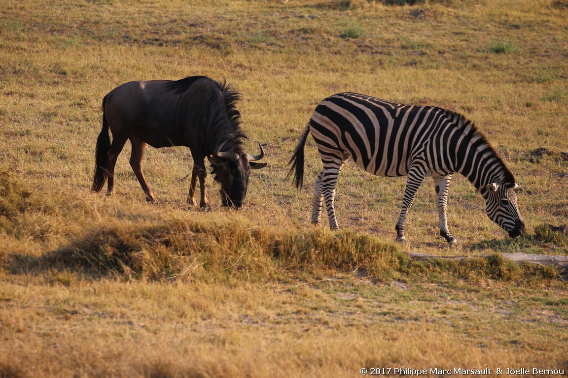 /ecran/Botswana_2017_0689.jpg