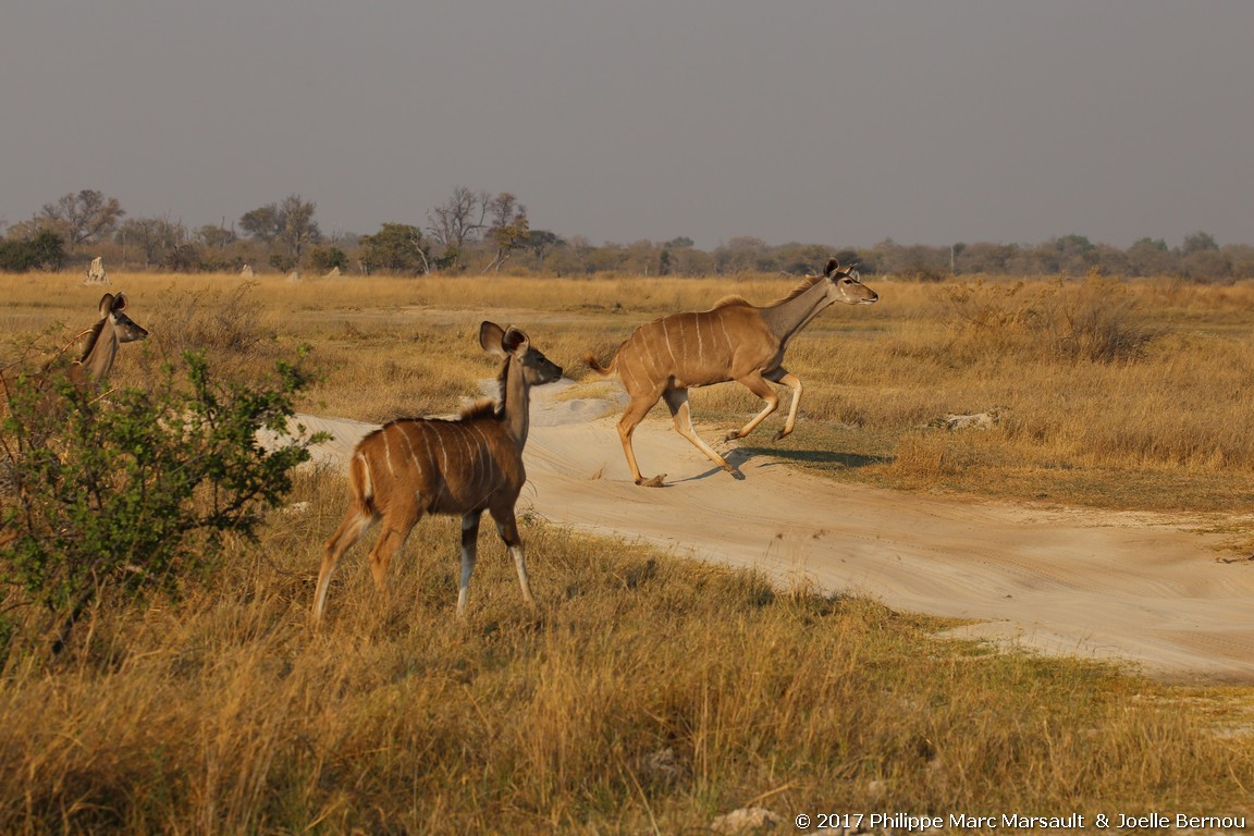 /ecran/Botswana_2017_0700.jpg