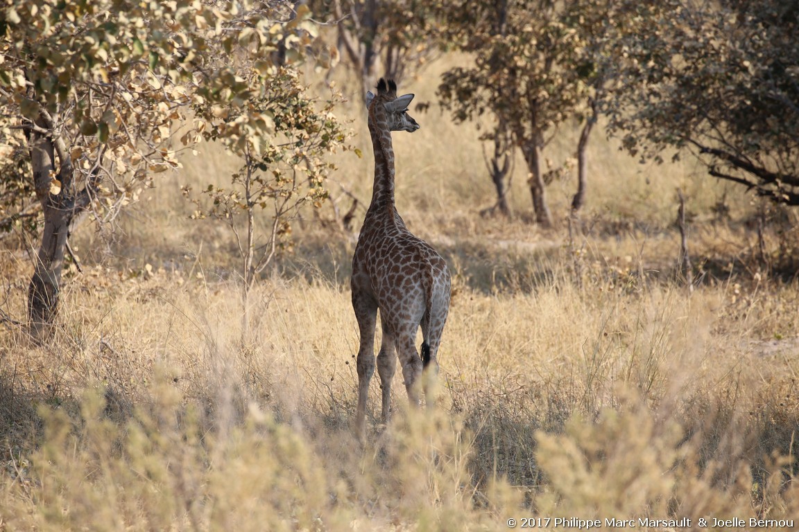 /ecran/Botswana_2017_0712.jpg