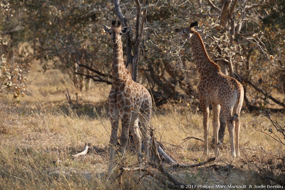 /ecran/Botswana_2017_0716.jpg