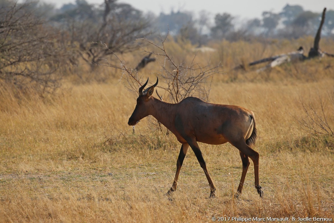 /ecran/Botswana_2017_0728.jpg