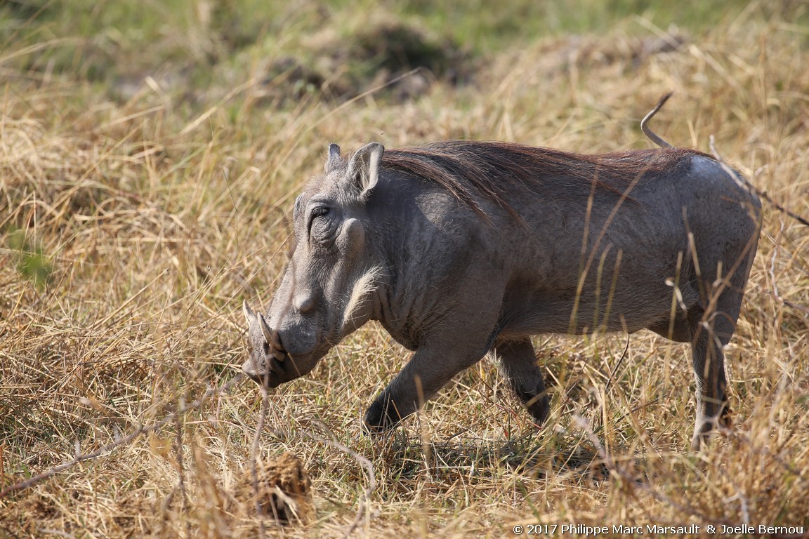 /ecran/Botswana_2017_0738.jpg