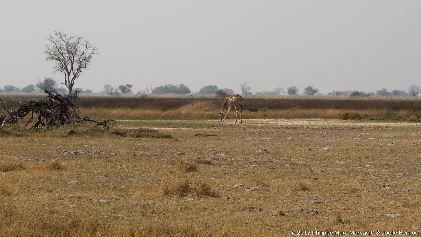 /ecran/Botswana_2017_0747.jpg