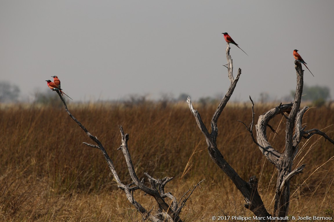 /ecran/Botswana_2017_0749.jpg