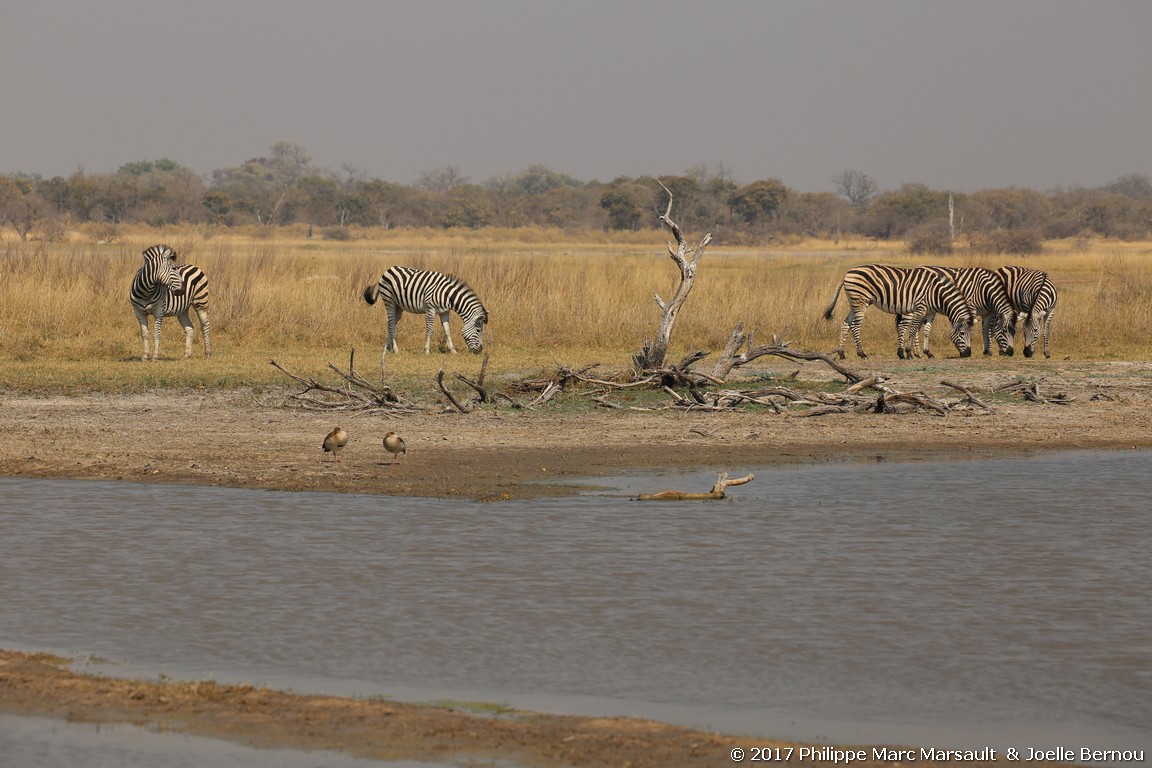 /ecran/Botswana_2017_0751.jpg