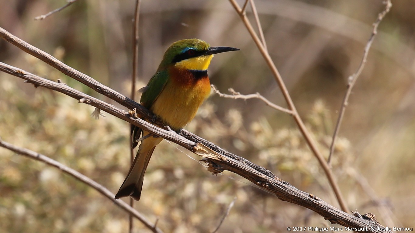 /ecran/Botswana_2017_0755.jpg