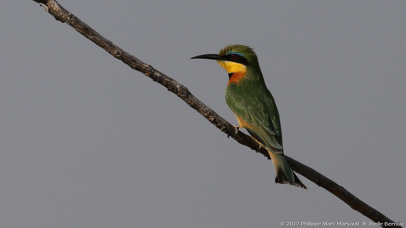 /ecran/Botswana_2017_0763.jpg