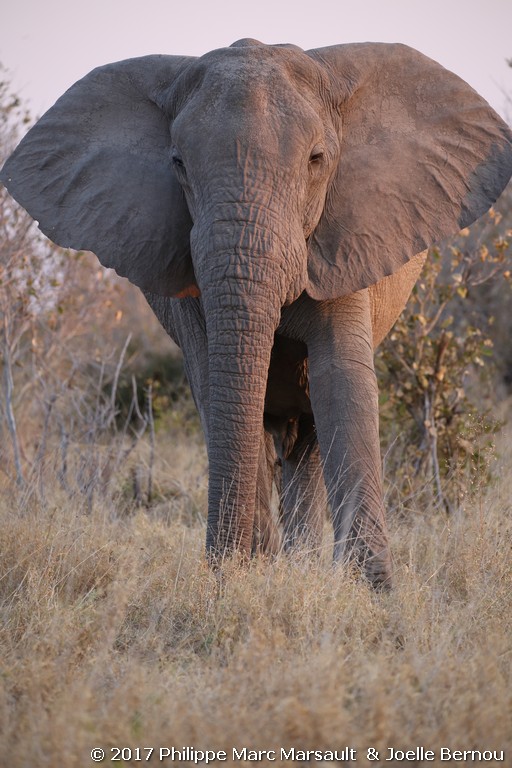 /ecran/Botswana_2017_1067.jpg