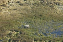 vignette Botswana_2017_0057.jpg