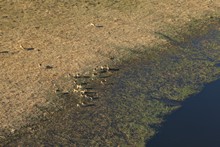vignette Botswana_2017_0072.jpg