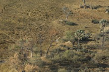 vignette Botswana_2017_0086.jpg