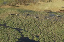 vignette Botswana_2017_0101.jpg