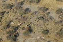 vignette Botswana_2017_0109.jpg
