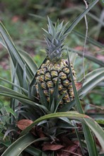 vignette Colombie_2019_0612.jpg 
