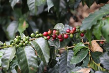 vignette Colombie_2019_0621.jpg 
