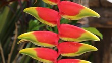 vignette Colombie_2019_0740.jpg 