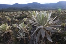 vignette Colombie_2019_0776.jpg 