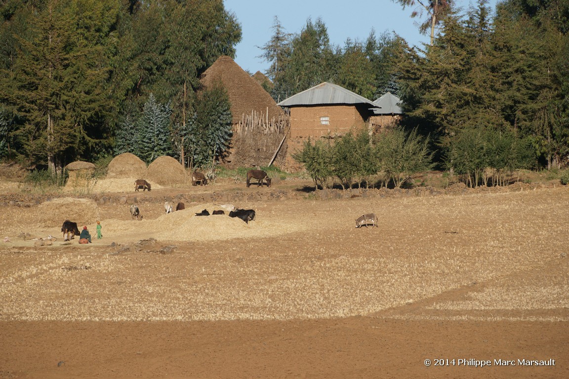 /ecran/Ethiopie_2014_1372.jpg
