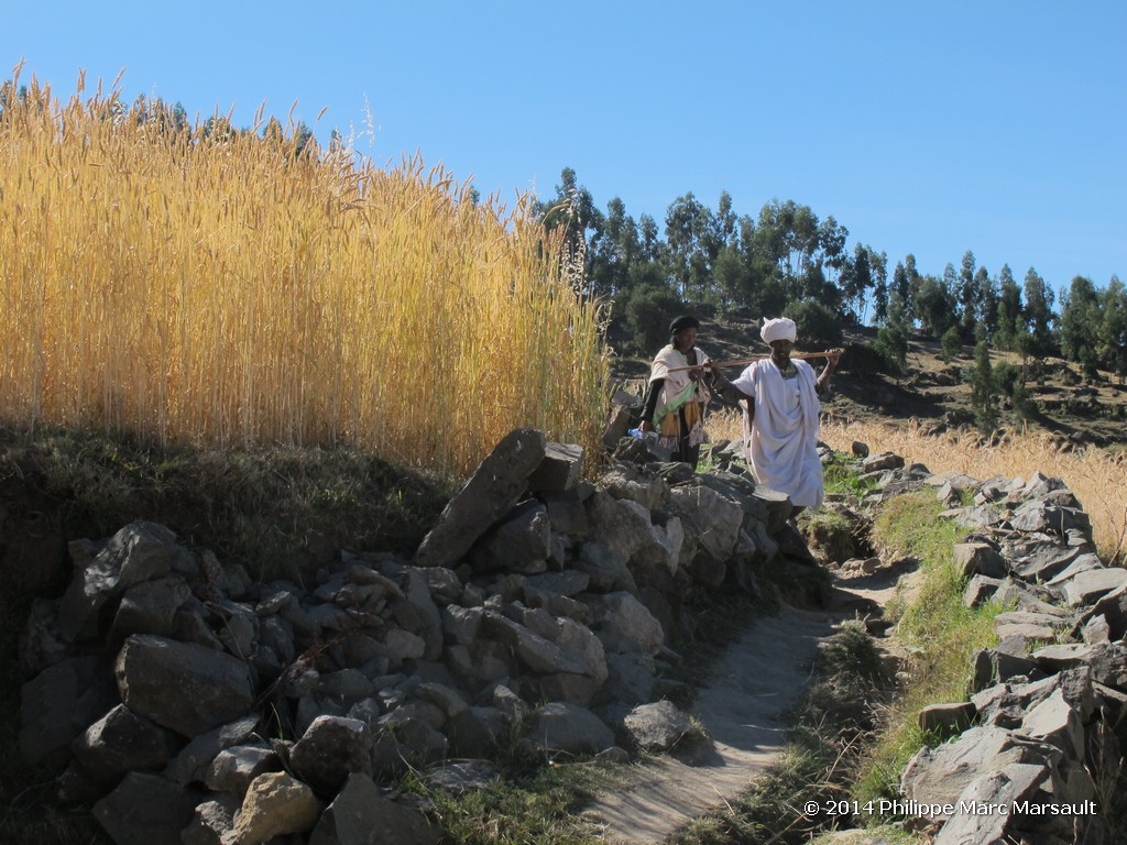 /ecran/Ethiopie_2014_1582.jpg