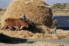vignette Ethiopie_2014_1246.jpg 