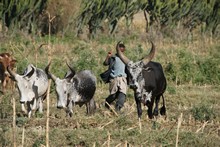 vignette Ethiopie_2014_1261.jpg 