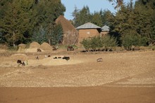 vignette Ethiopie_2014_1372.jpg 