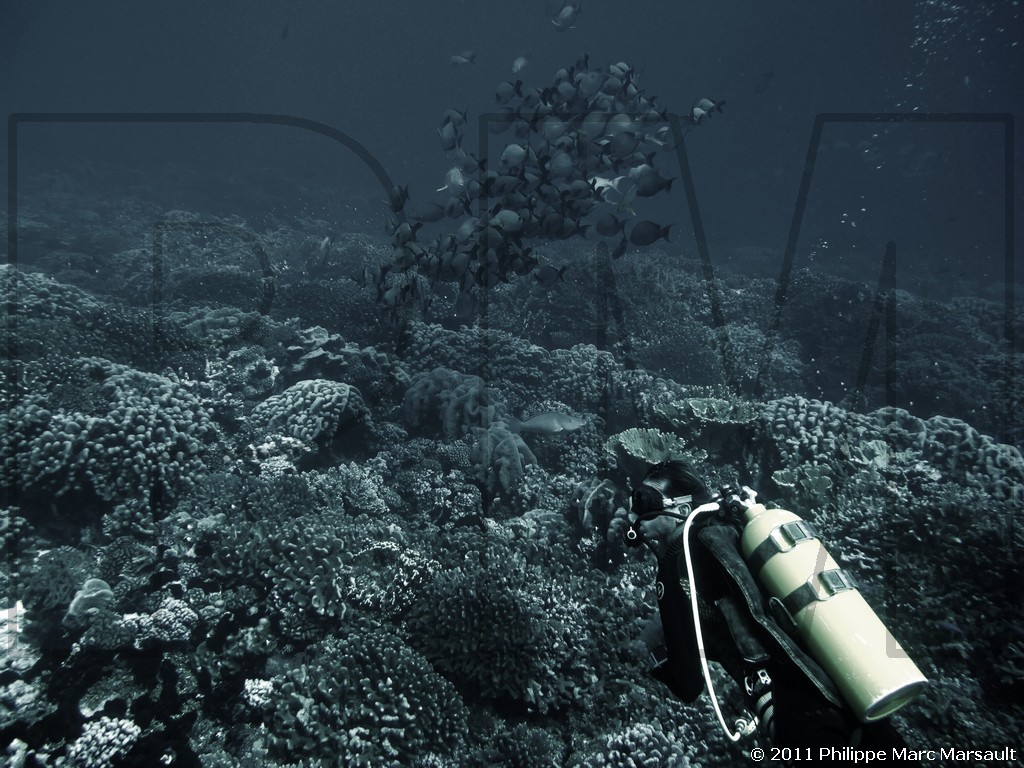 /ecran/Polynesie_2011_0005.jpg