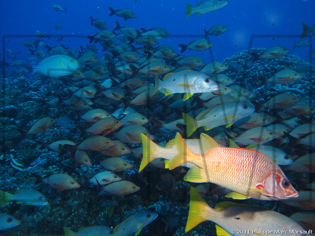 /ecran/Polynesie_2011_0008.jpg