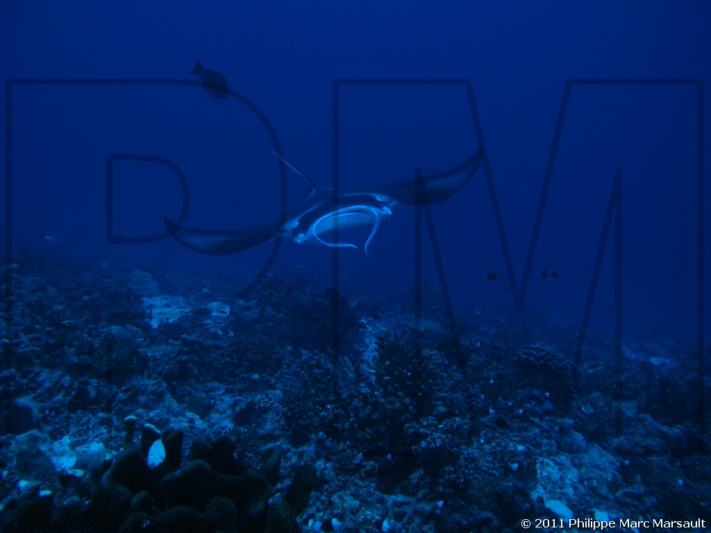 /ecran/Polynesie_2011_0027.jpg