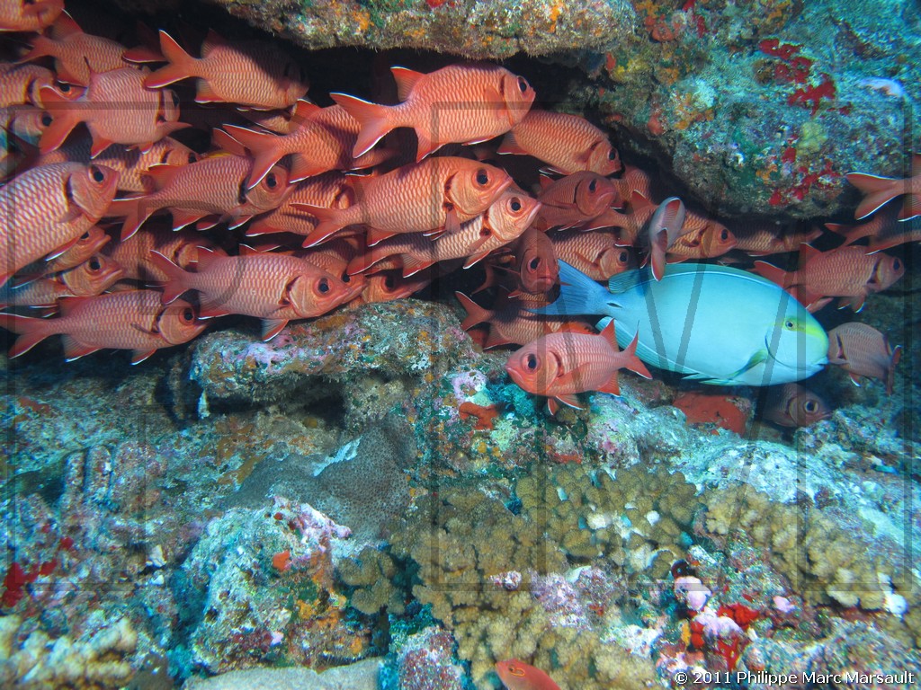 /ecran/Polynesie_2011_0034.jpg