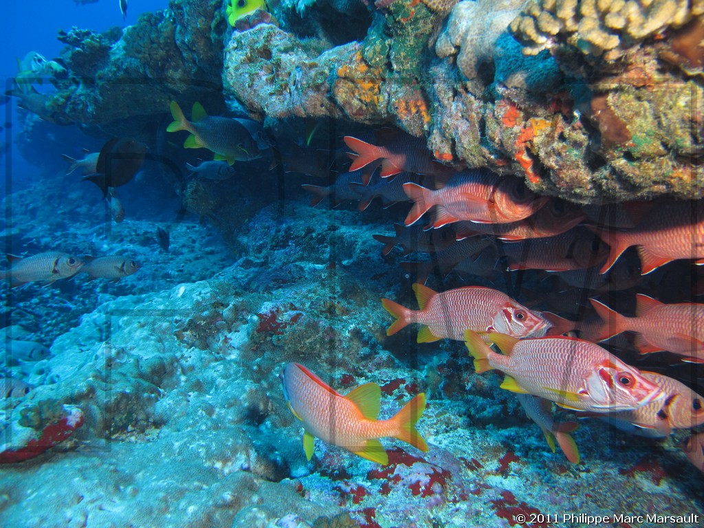 /ecran/Polynesie_2011_0035.jpg