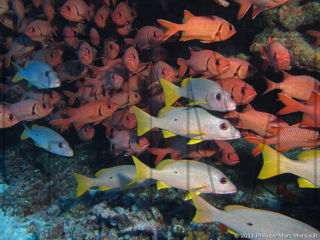 /ecran/Polynesie_2011_0043.jpg