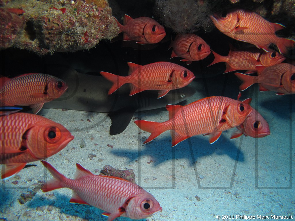/ecran/Polynesie_2011_0045.jpg