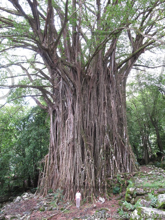 /ecran/Polynesie_2011_0173.jpg