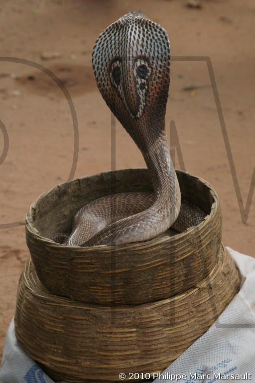 /ecran/Inde_Sud_0974.jpg