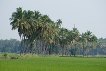vignette Inde_Sud_0749.jpg 