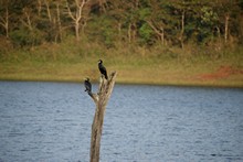 vignette Inde_Sud_0825.jpg 
