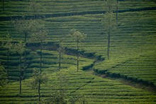 vignette Inde_Sud_0849.jpg 