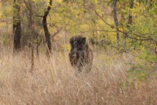 vignette Inde_2018_0560.jpg