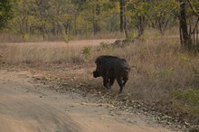 vignette Inde_2018_0563.jpg