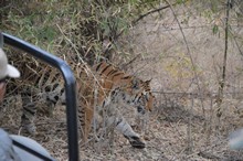 vignette Inde_2018_0581.jpg