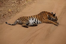 vignette Inde_2018_0624.jpg